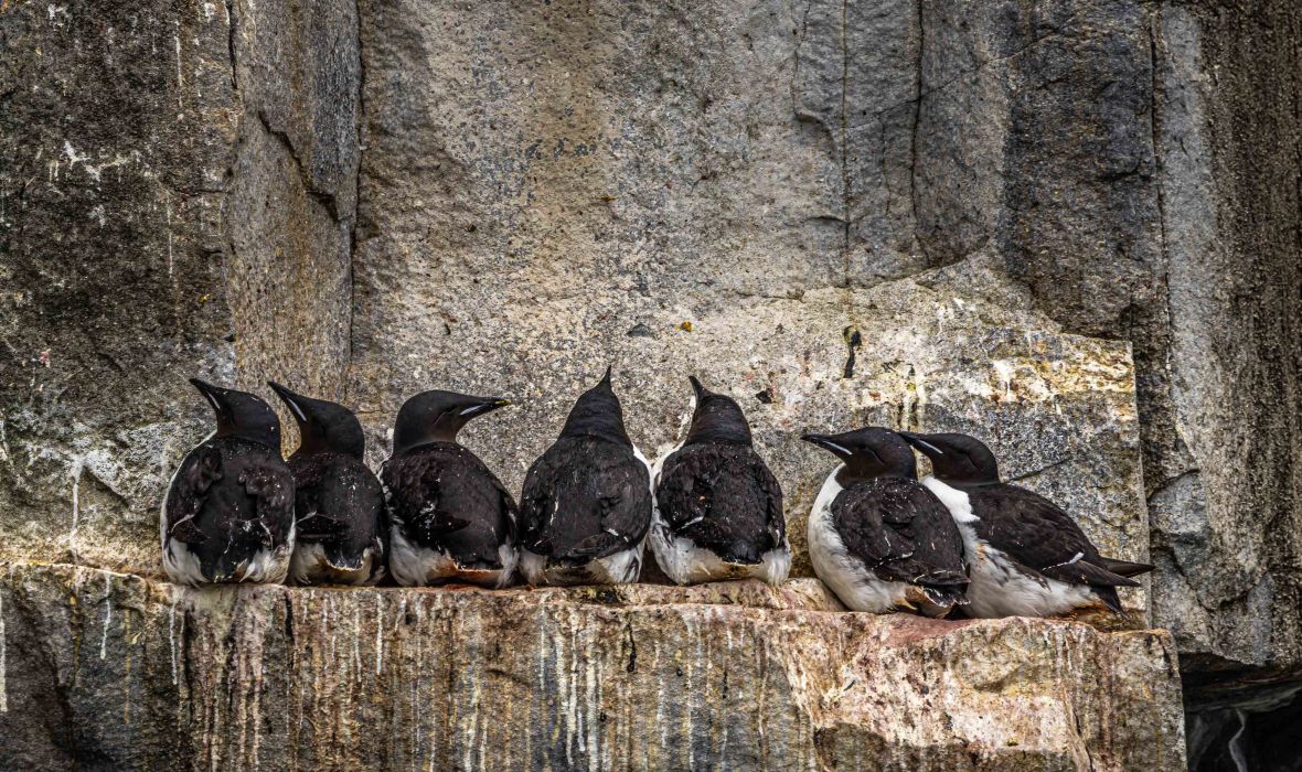 A group of Brünnich’s Guillemots huddles tightly on a narrow cliff